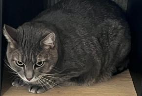 Alerta desaparecimento Gato Macho , 6 anos Angoulême França