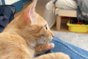 Alerta desaparecimento Gato Macho , 1 anos Mennecy França