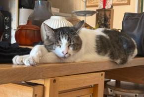 Alerta desaparecimento Gato Macho , 23 anos Lévignac França