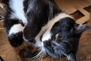 Alerta desaparecimento Gato Fêmea , 4 anos Panazol França