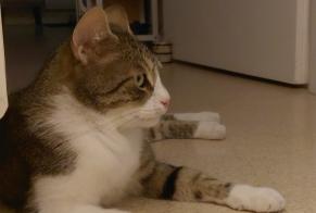 Alerta desaparecimento Gato  Macho , 3 anos Gevrey-Chambertin França