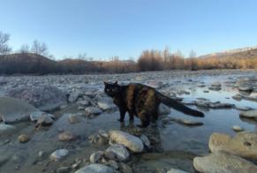 Alerta desaparecimento Gato  Fêmea , 9 anos Saint-Benoit-en-Diois França