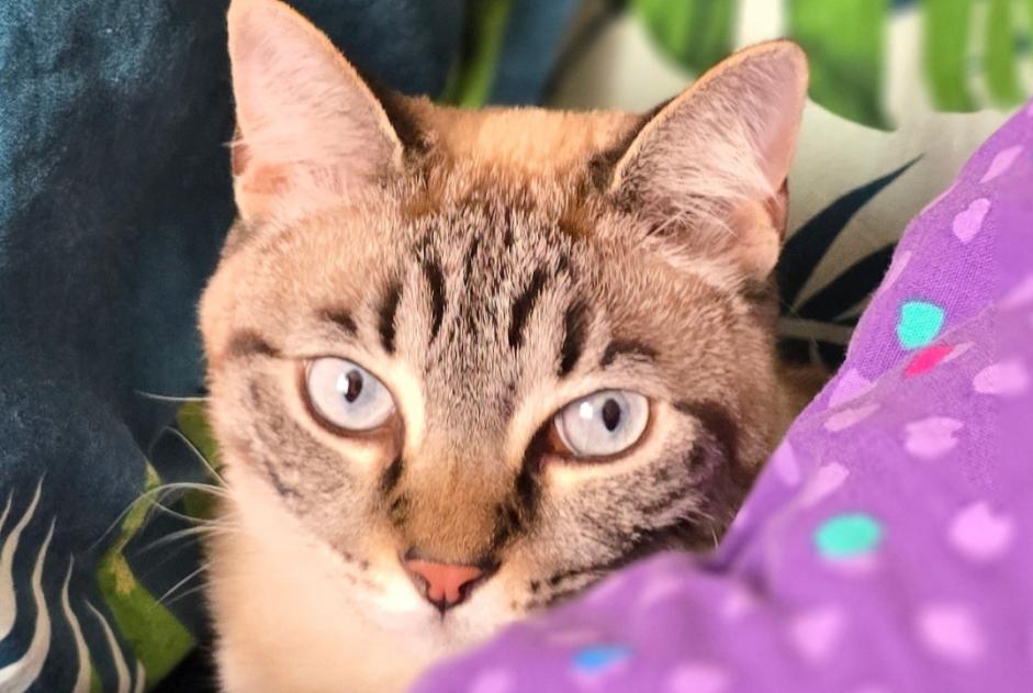 Alerta desaparecimento Gato cruzamento Macho , 43 anos Pulligny França