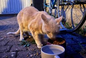 Alerta descoberta Gato Desconhecido Jargeau França