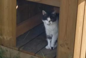 Alerta desaparecimento Gato Fêmea , 18 anos Lagord França