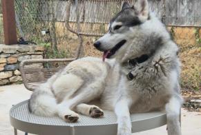 Alerta desaparecimento Cão  Fêmea , 1 anos Saint-Martin-Labouval França