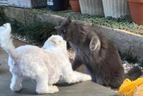 Alerta desaparecimento Gato Macho , 3 anos Petite-Île França