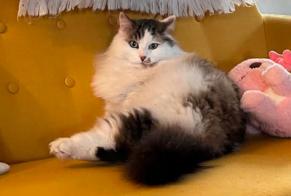 Alerta desaparecimento Gato cruzamento Macho , 4 anos Montluçon França