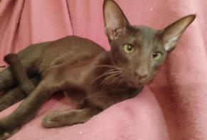 Alerta desaparecimento Gato  Macho , 1 anos Angaïs França