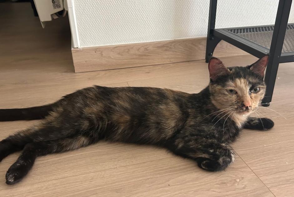Alerta descoberta Gato Fêmea Rodez França