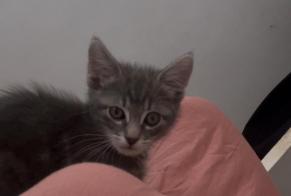 Alerta desaparecimento Gato cruzamento Macho , 0 anos Saint-Denis França