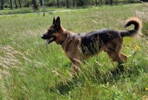 Alerta desaparecimento Cão  Macho , 5 anos Castelnau-de-Médoc França