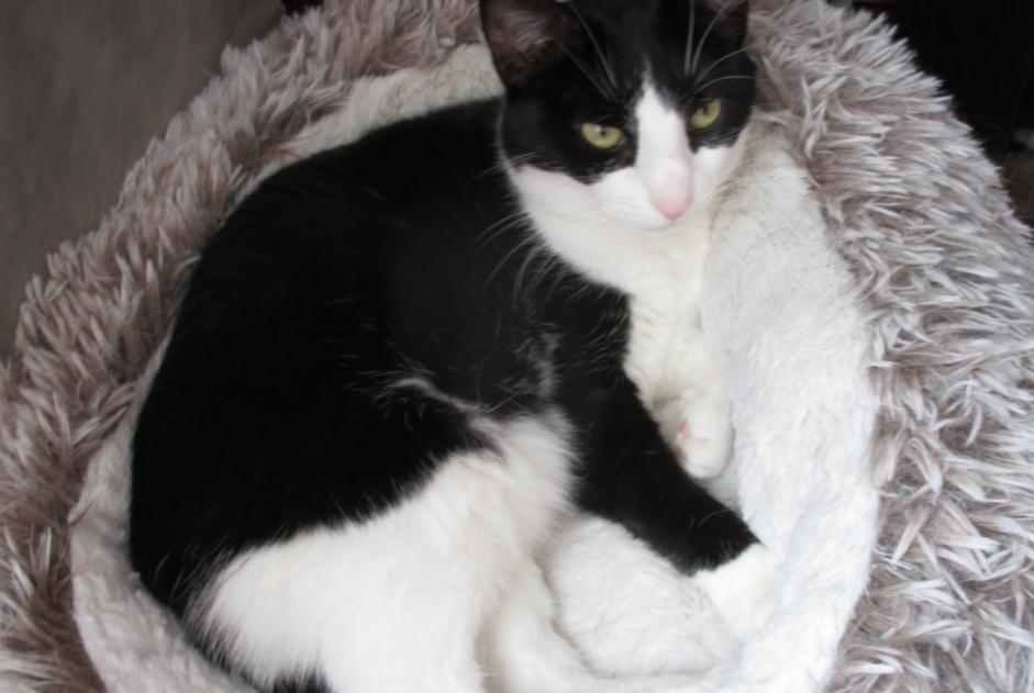 Alerta desaparecimento Gato Fêmea , 6 anos Alençon França