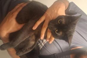 Alerta descoberta Gato Desconhecido , 1 ano Lyon França
