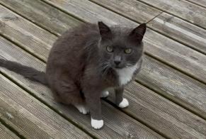Alerta desaparecimento Gato cruzamento Macho , 13 anos Vannes França
