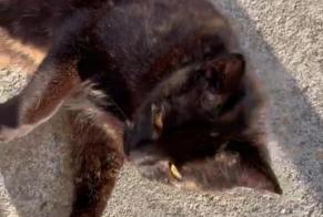 Alerta desaparecimento Gato cruzamento Fêmea , 12 anos Lombron França