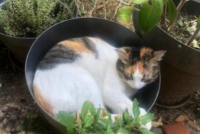 Alerta desaparecimento Gato  Fêmea , 1 anos Épinay-sur-Orge França