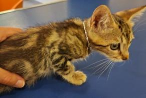 Alerta descoberta Gato cruzamento Fêmea Arsac França
