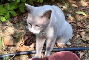 Alerta descoberta Gato  Macho , 2 anos Le Cannet França