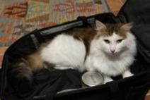 Alerta desaparecimento Gato Macho , 5 anos Tréogan França