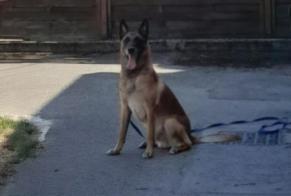 Alerta descoberta Cão  Macho Audincourt França