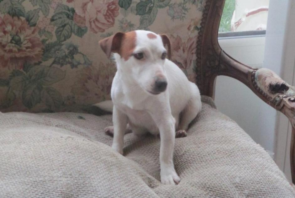 Alerta desaparecimento Cão  Fêmea , 2 anos Vic-en-Bigorre França