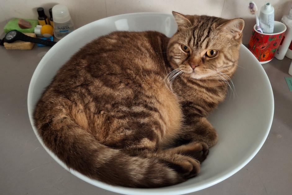 Alerta desaparecimento Gato  Fêmea , 4 anos Beauvais França