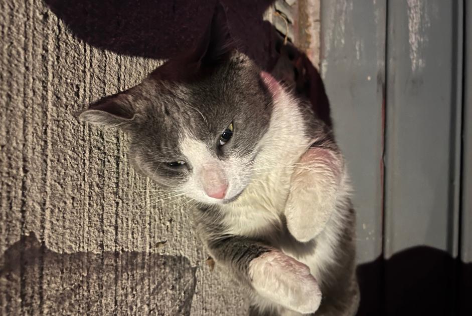 Alerta descoberta Gato Macho Lille França