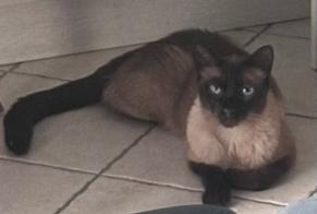 Alerta desaparecimento Gato  Macho , 4 anos Mary-sur-Marne França