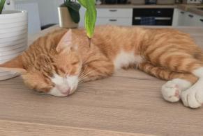 Alerta descoberta Gato Macho Thiant França