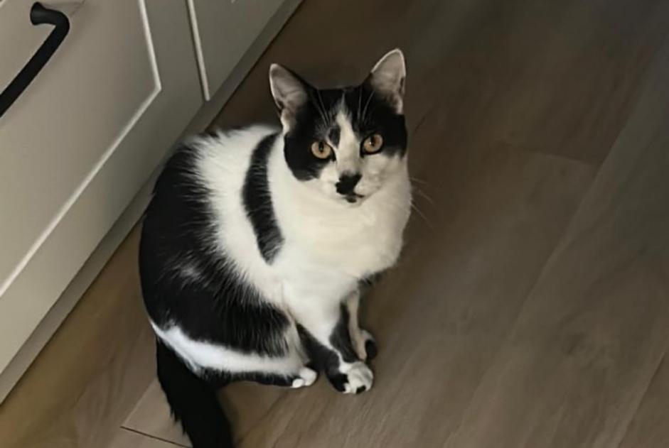 Alerta desaparecimento Gato Macho , 3 anos Nantes França