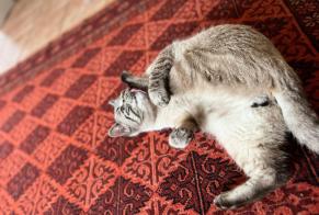 Alerta desaparecimento Gato cruzamento Macho , 3 anos Montauban França