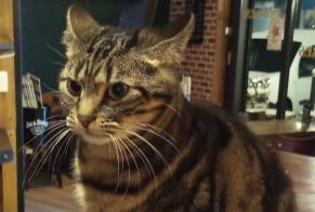 Alerta desaparecimento Gato Fêmea , 6 anos Ivry-sur-Seine França