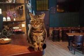Alerta desaparecimento Gato Fêmea , 6 anos Ivry-sur-Seine França