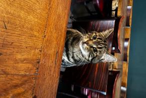 Alerta desaparecimento Gato Fêmea , 6 anos Ivry-sur-Seine França