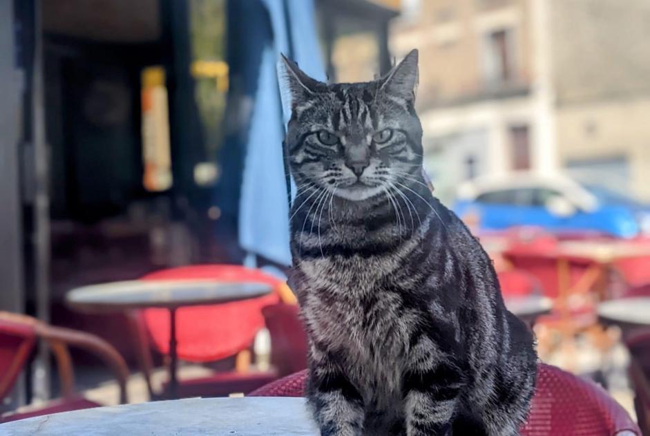 Alerta desaparecimento Gato Fêmea , 6 anos Ivry-sur-Seine França