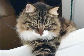 Alerta desaparecimento Gato  Macho , 8 anos Combrit França
