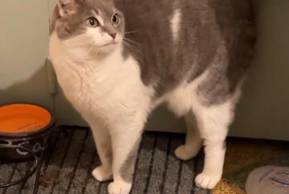Alerta desaparecimento Gato Fêmea , 11 anos Cuers França