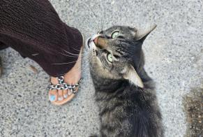 Alerta descoberta Gato Desconhecido Marseille França