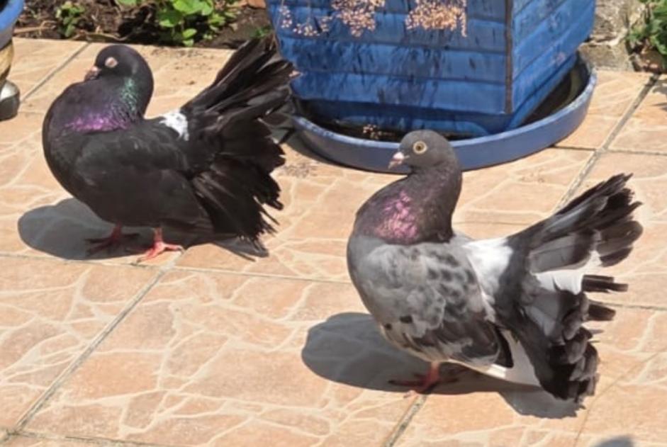 Alerta descoberta Pássaro Desconhecido Villate França