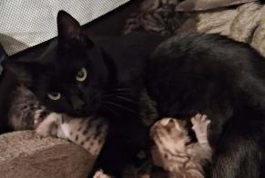 Alerta descoberta Gato Fêmea Neuville-les-Dames França