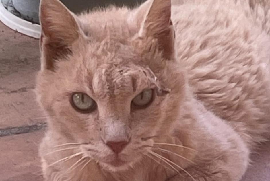 Alerta descoberta Gato Macho , 5 anos Nîmes França