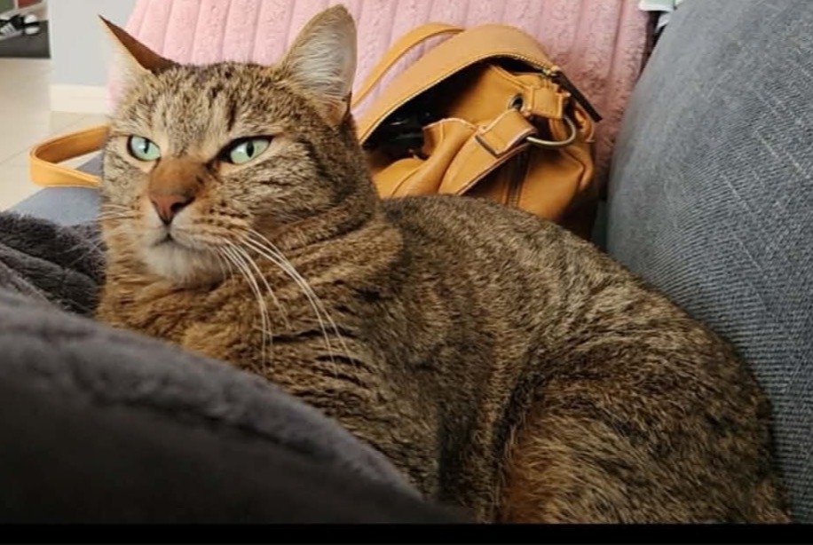 Alerta desaparecimento Gato Fêmea , 4 anos Ussel França