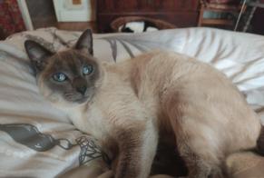 Alerta desaparecimento Gato cruzamento Macho , 8 anos Ponthévrard França