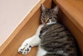Alerta desaparecimento Gato Macho , 3 anos Fleury-les-Aubrais França