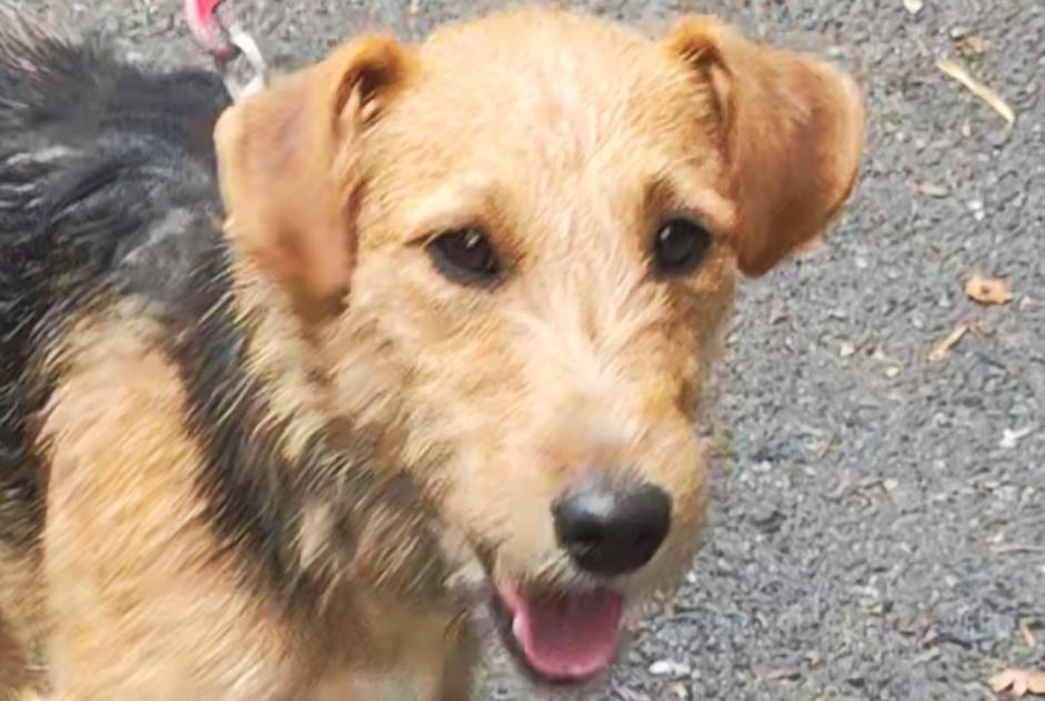 Alerta descoberta Cão Macho Saint-Pierre França