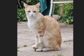 Alerta desaparecimento Gato Macho , 2 anos Feytiat França