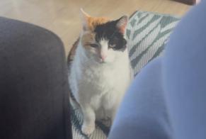 Alerta desaparecimento Gato Fêmea , 17 anos Fouras França