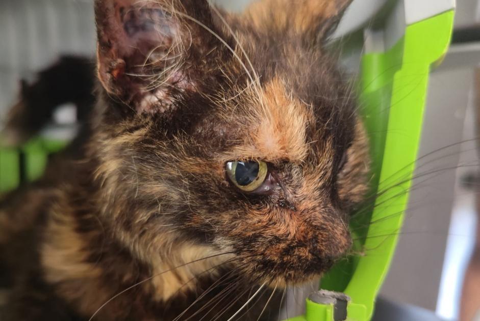 Alerta descoberta Gato Fêmea Pugnac França