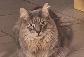 Alerta desaparecimento Gato  Macho , 5 anos Ballaison França